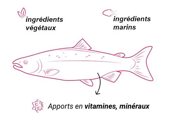 salmon-food-schema-wild